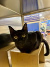 adoptable Cat in cary, NC named Quesadilla