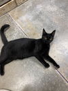 adoptable Cat in cary, NC named Tostada