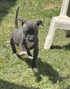 Jax
