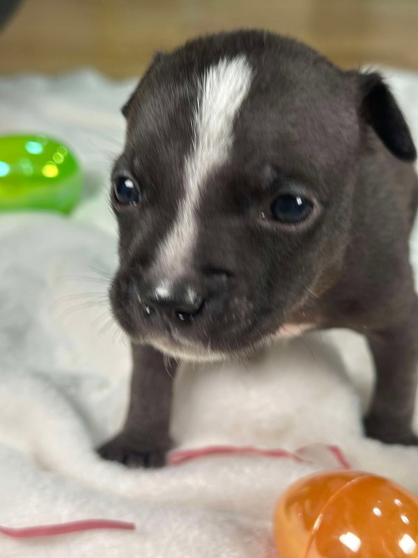 Jett