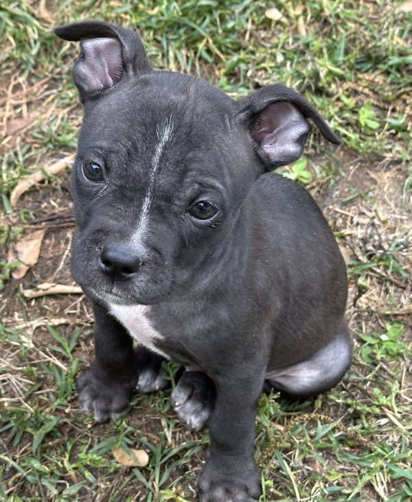 Jett