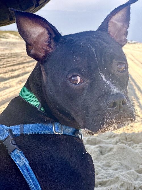 picture of the dog needing adoption
