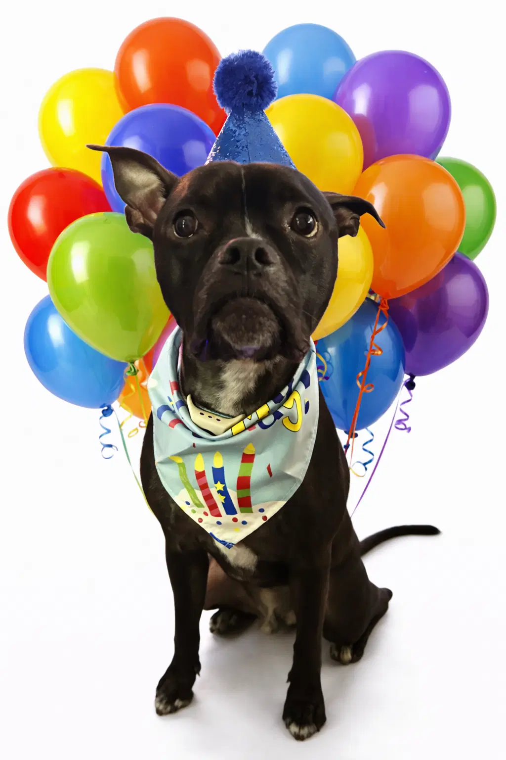 Jett - American Staffordshire Terrier