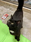adoptable Cat in cary, NC named Raggs