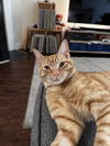 O'Malley