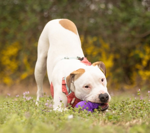 APRICOT - American Pit Bull Terrier available for adoption