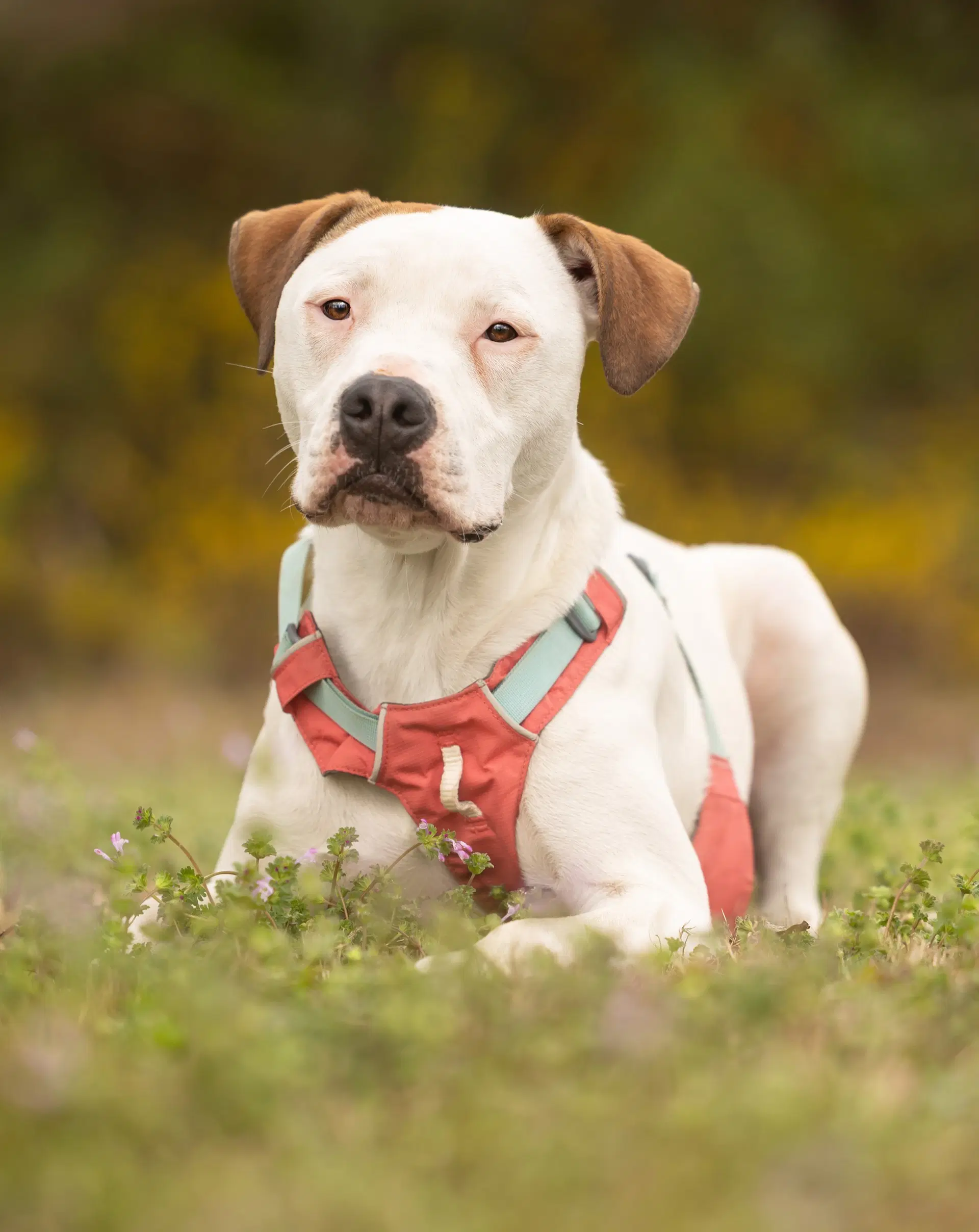 Apricot - American Pit Bull Terrier