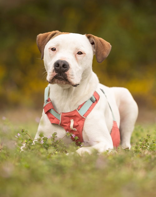 Apricot, an adoptable American Pit Bull Terrier in Cary, NC