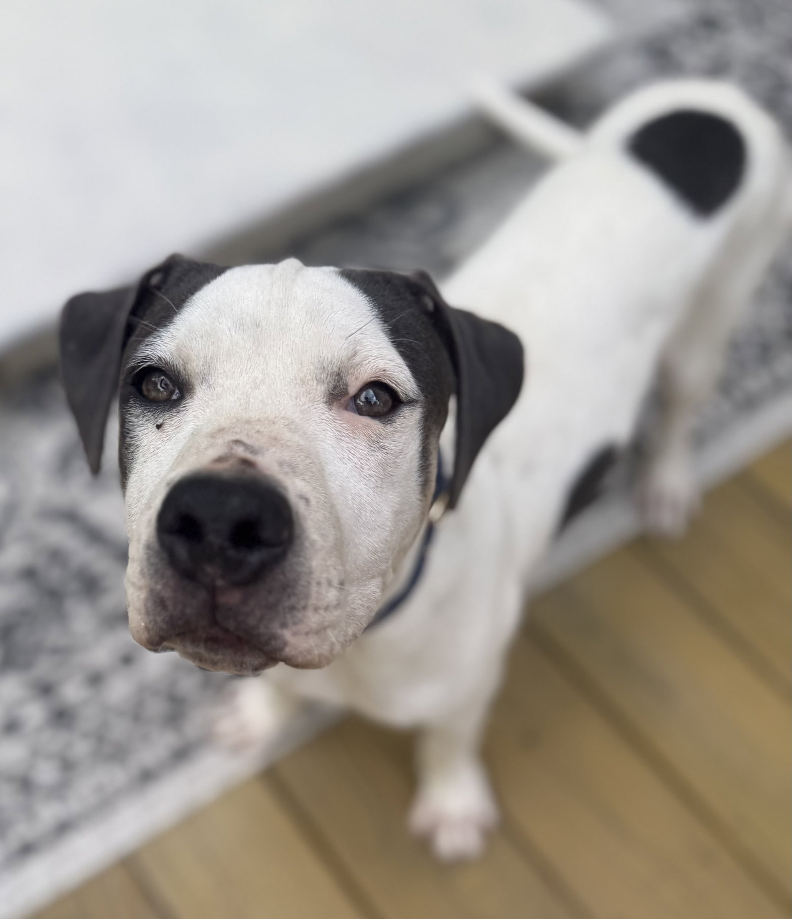 Blueberry