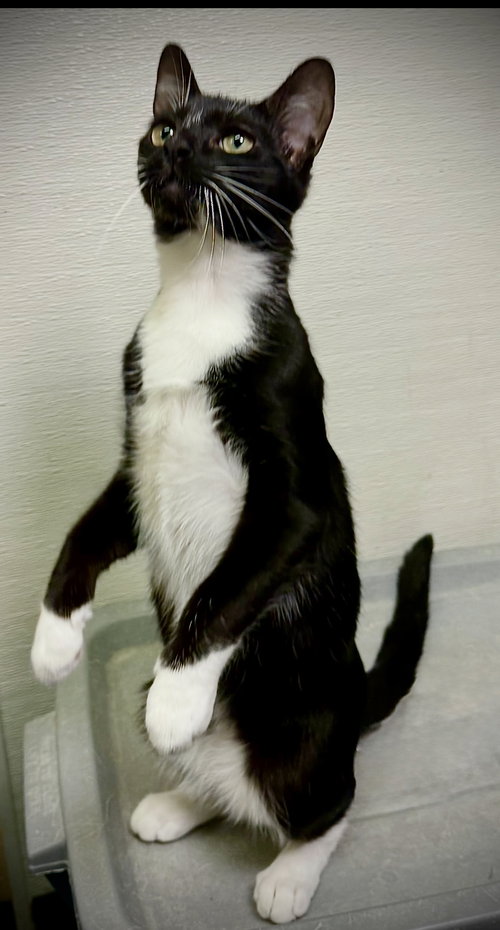 picture of the cat needing adoption
