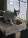 Juliette