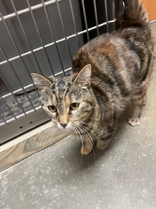 picture of the cat needing adoption