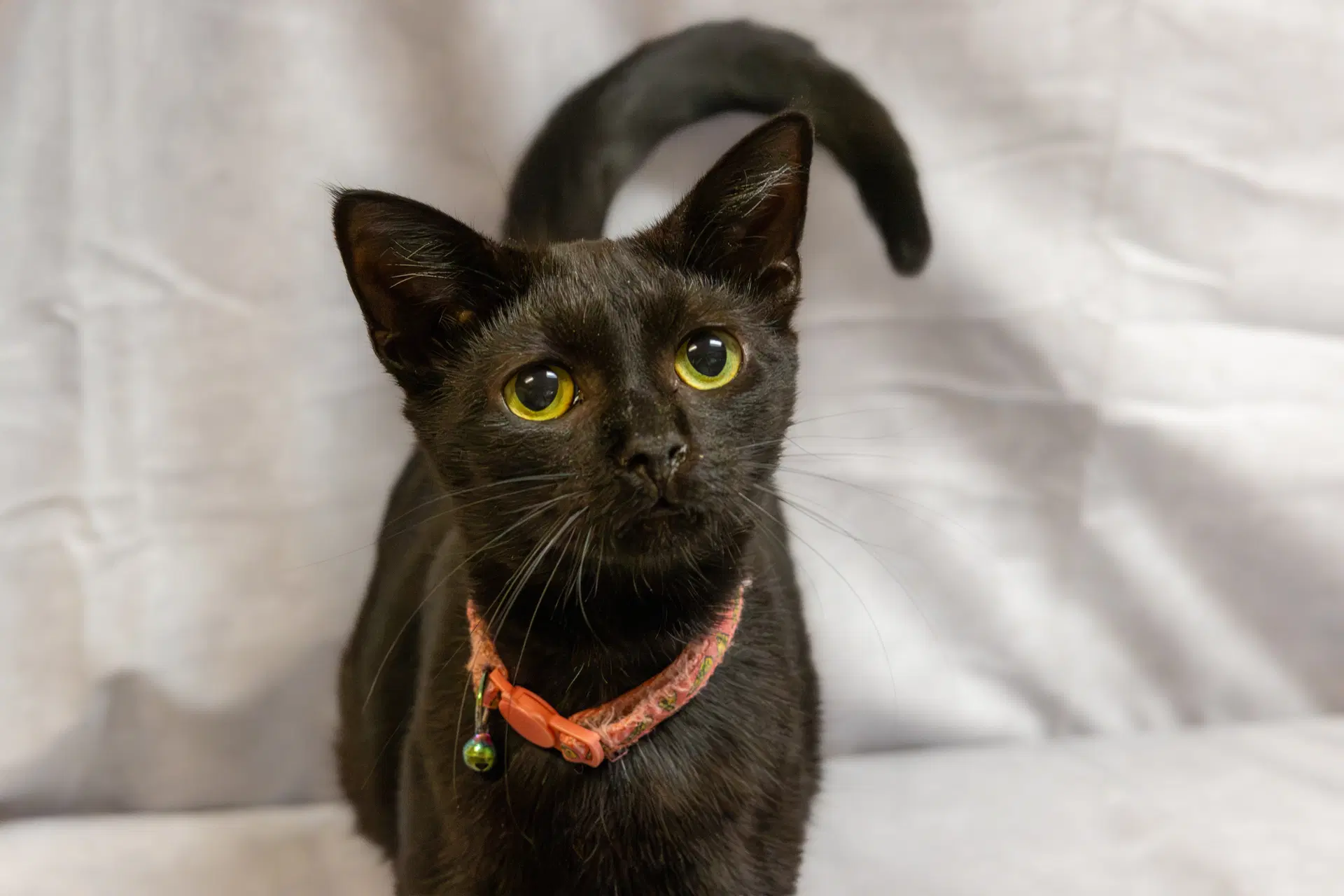 Soot - Domestic Short Hair