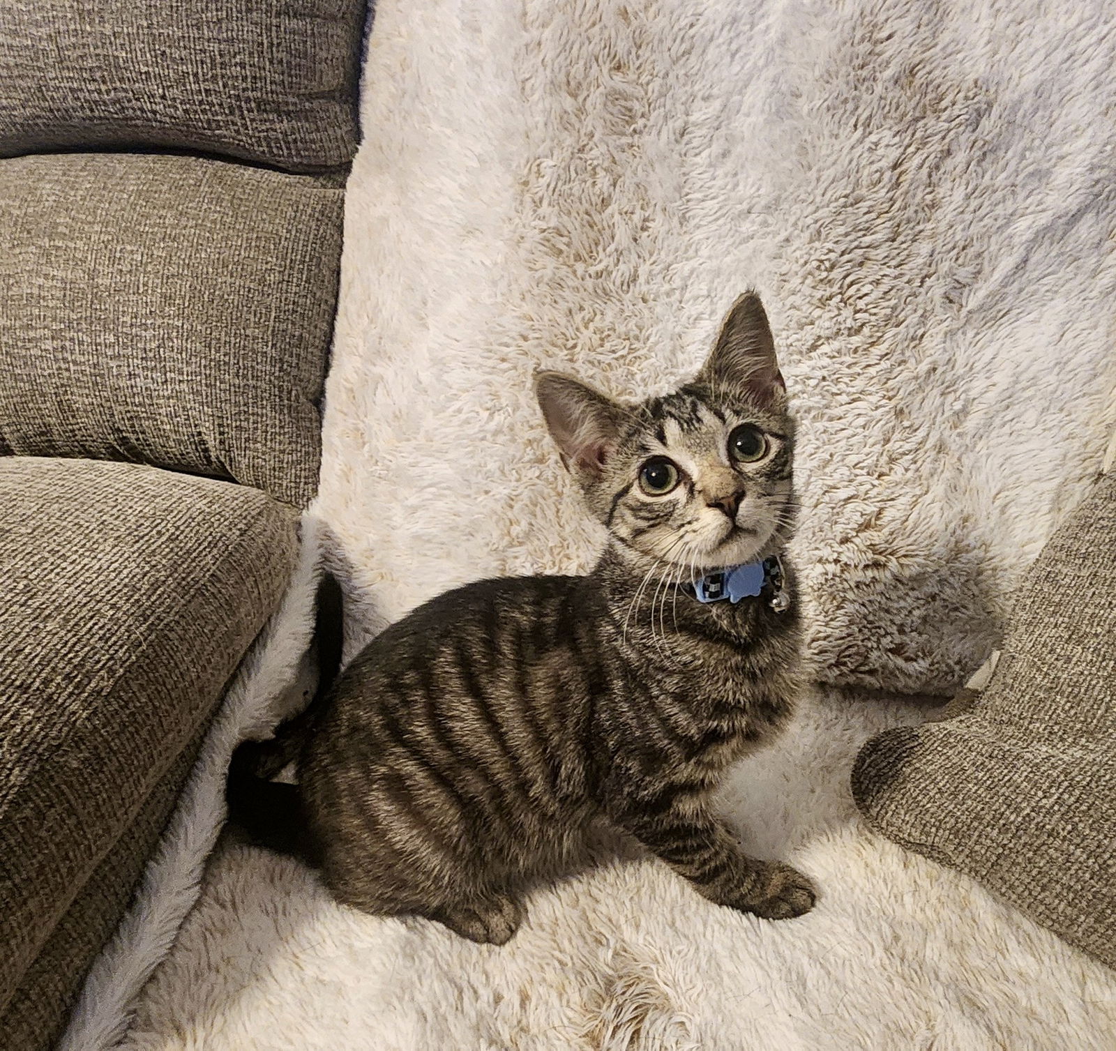 adoptable Cat in Cary, NC named Smoke