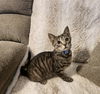 adoptable Cat in cary, NC named Smoke