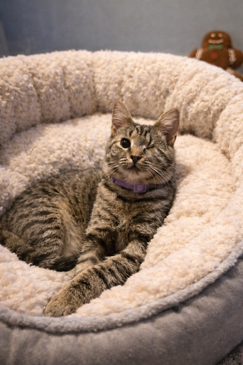LEELA - Domestic Short Hair available for adoption