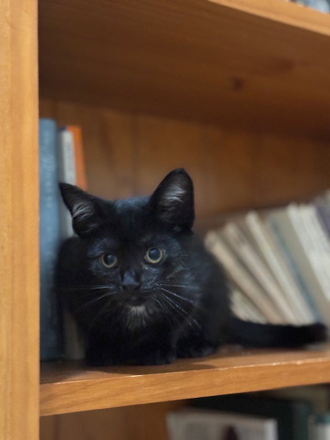 picture of the cat needing adoption