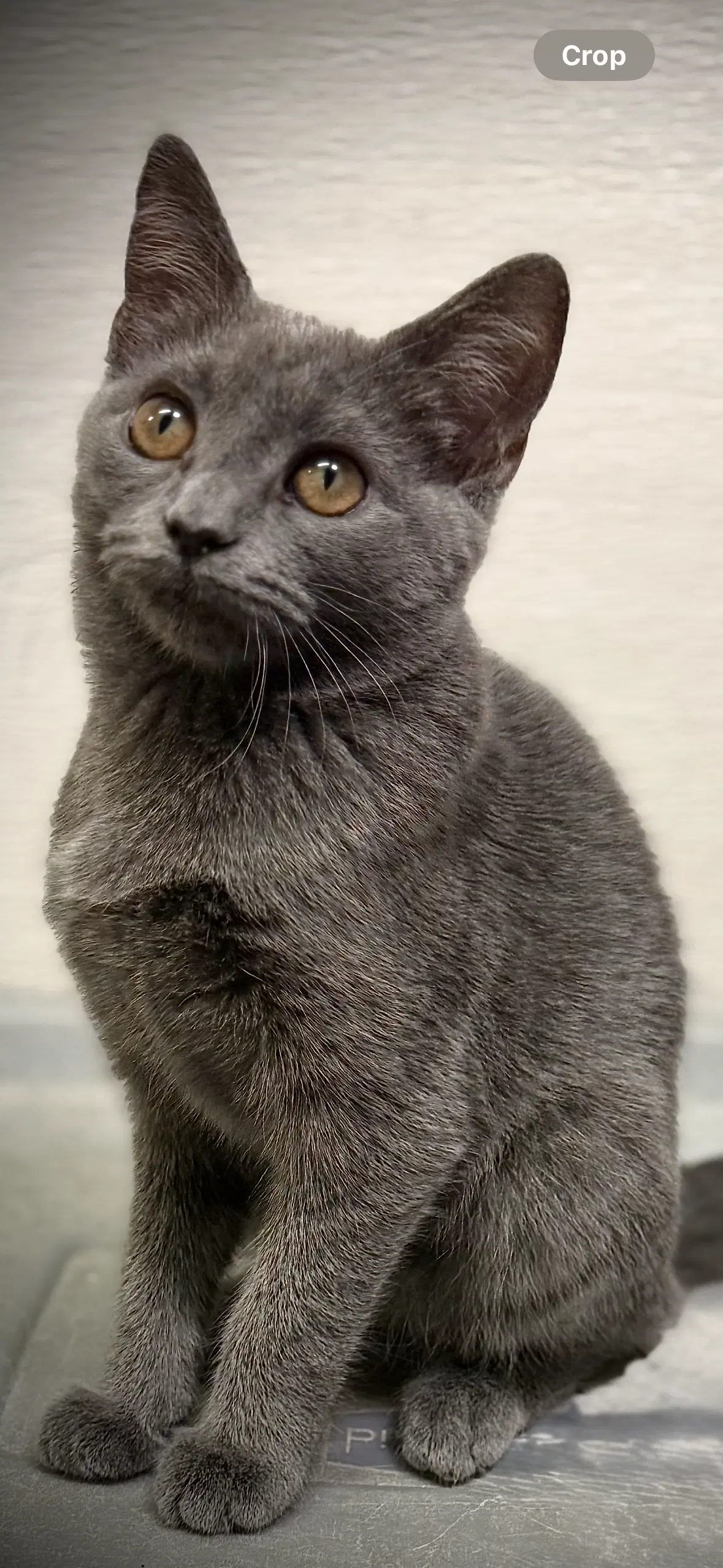 Liberty - Domestic Short Hair