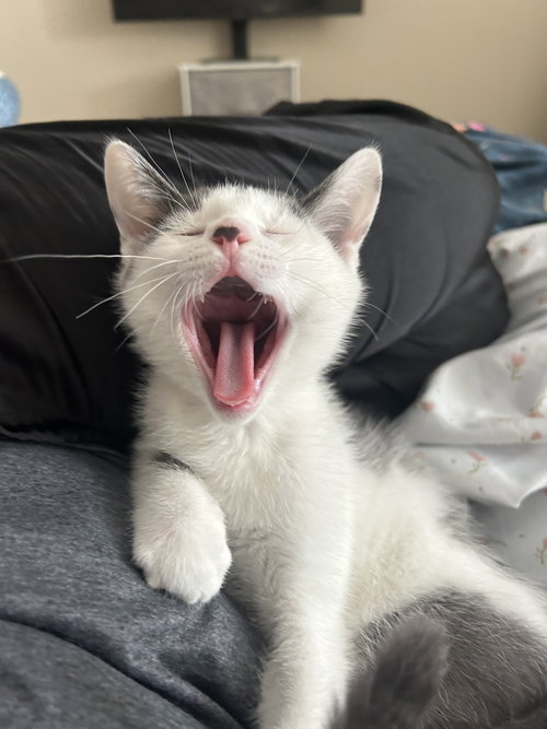 picture of the cat needing adoption