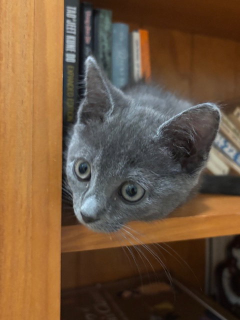 picture of the cat needing adoption