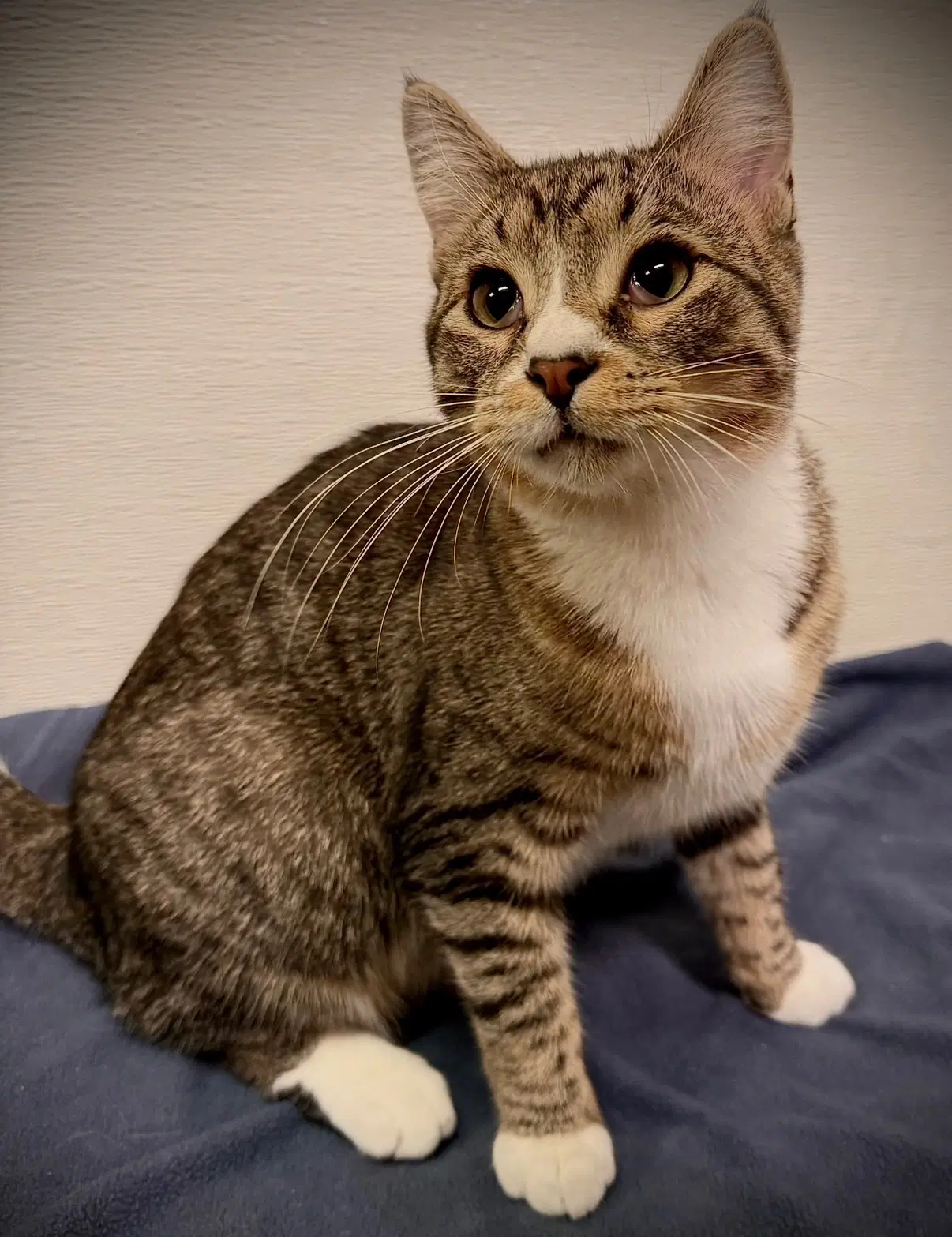 Soda - Domestic Short Hair