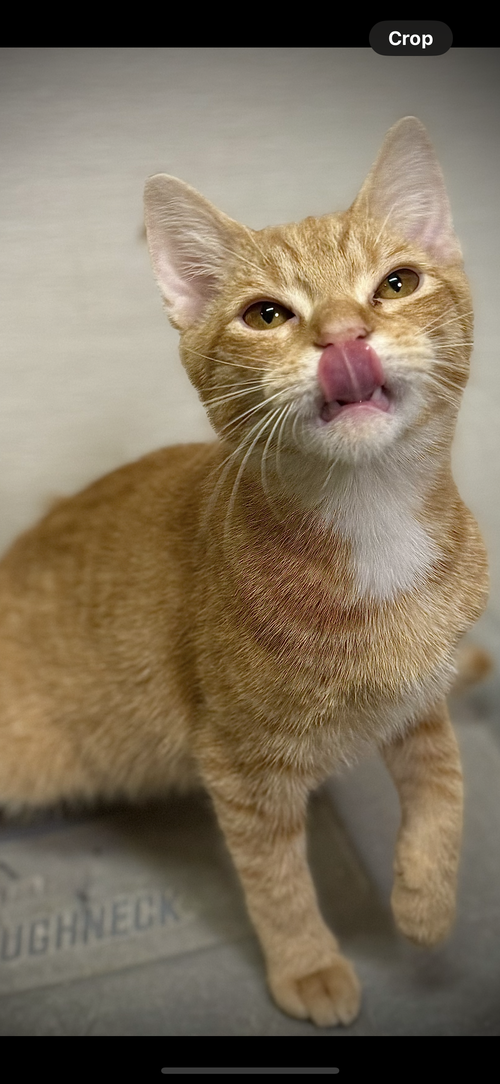 picture of the cat needing adoption