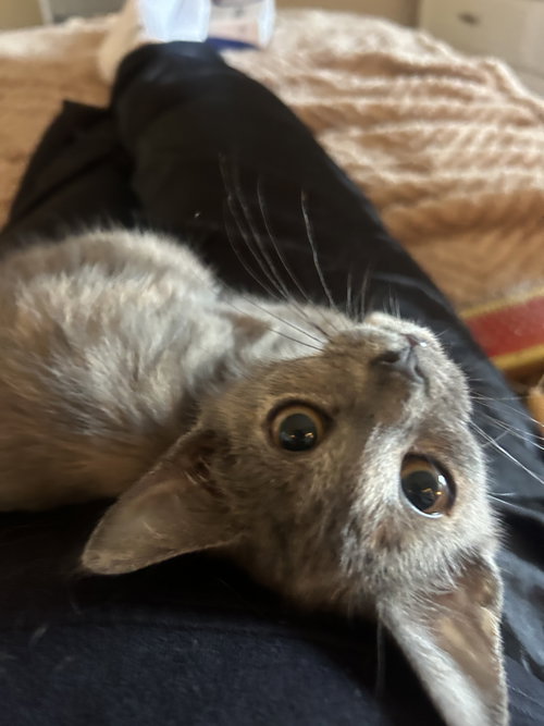 picture of the cat needing adoption