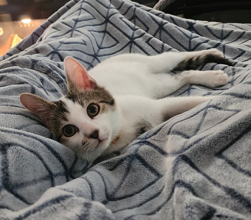 picture of the cat needing adoption