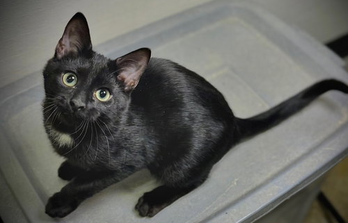 GLITCH - Domestic Short Hair available for adoption