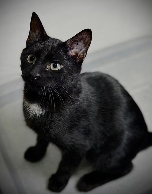 GLITCH - Domestic Short Hair available for adoption