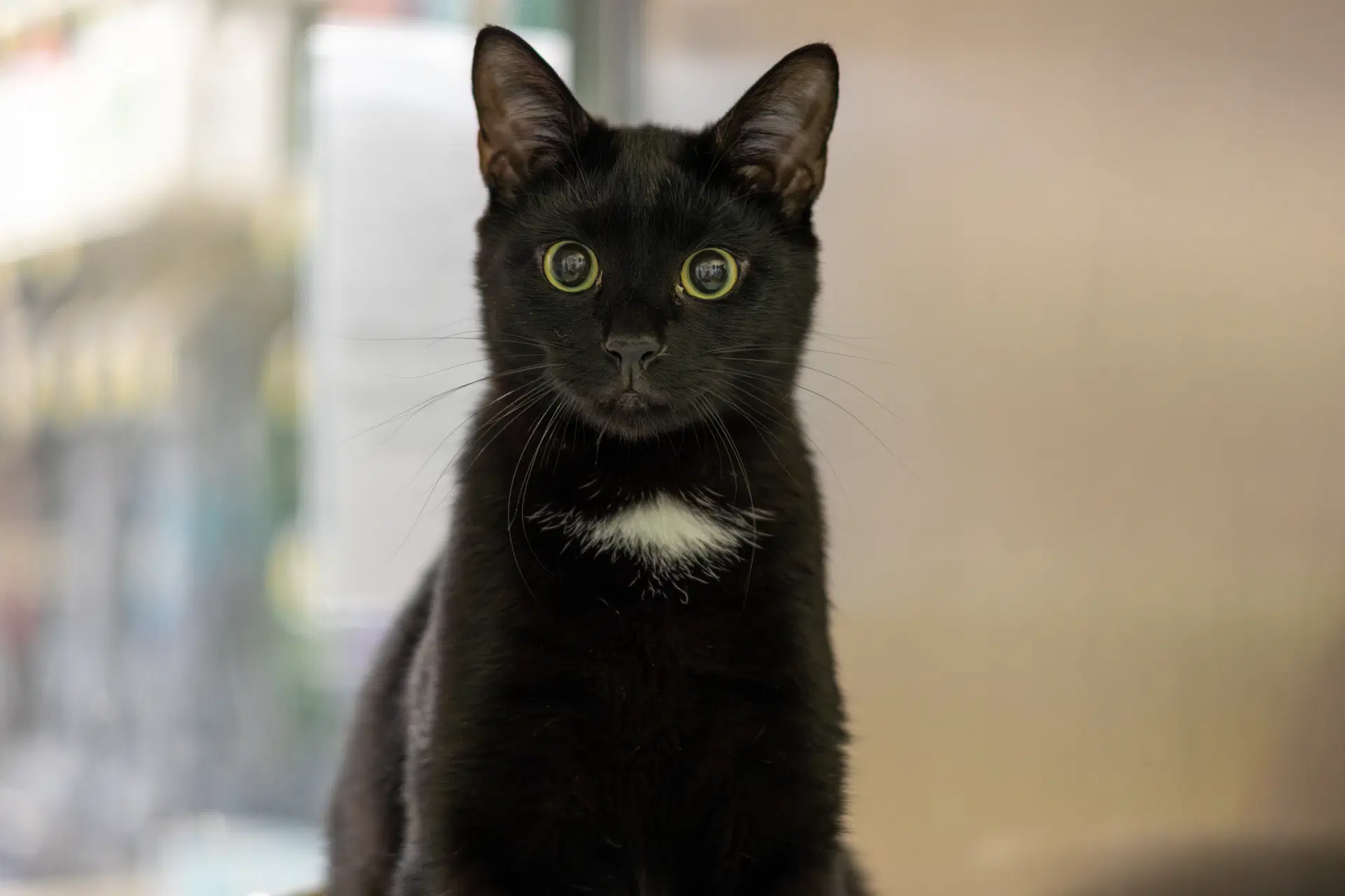 Glitch  Grommet - Domestic Short Hair
