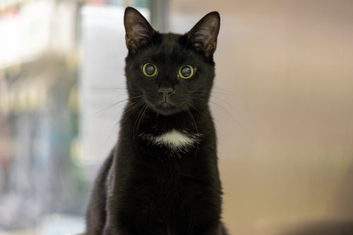 Glitch & Grommet, Baby Domestic Short Hair (short coat), cat for adoption in Wilson, North Carolina