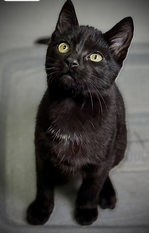 GROMMET - Domestic Short Hair available for adoption