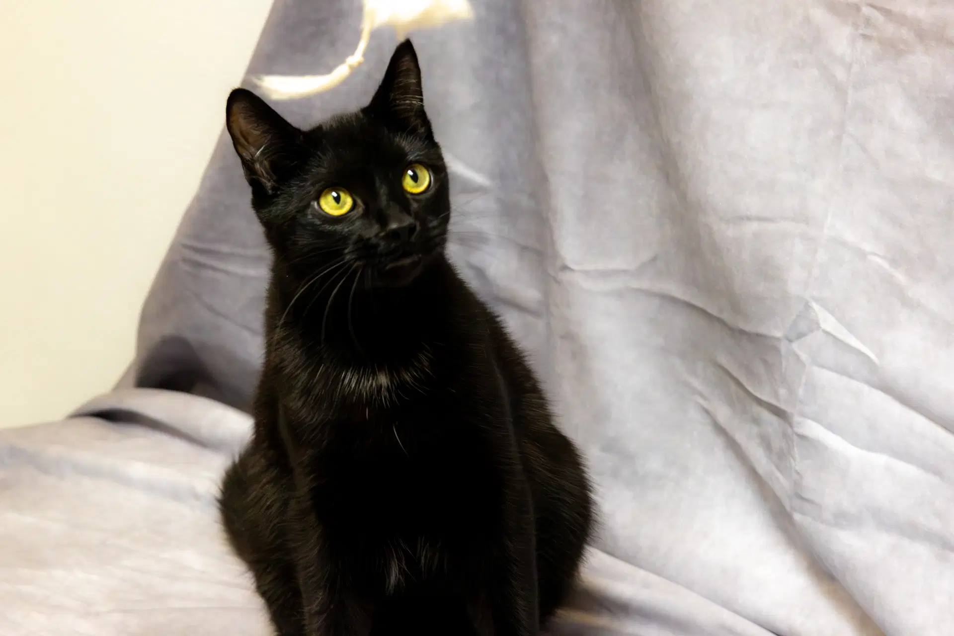 Grommet  Glitch - Domestic Short Hair