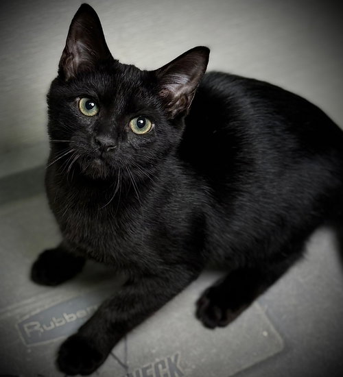 GEAR - Domestic Short Hair available for adoption