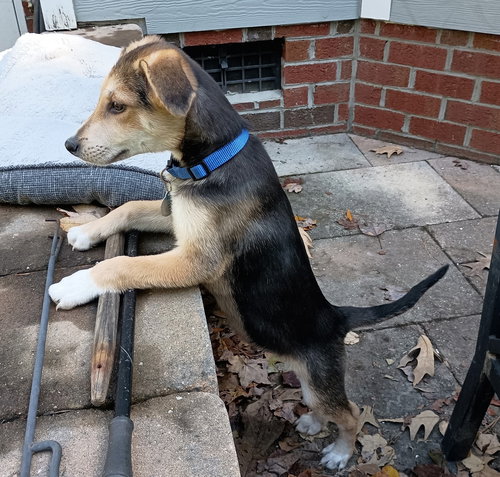 picture of the dog needing adoption