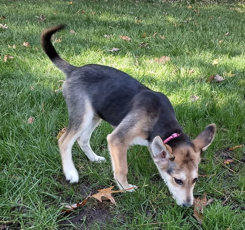 picture of the dog needing adoption