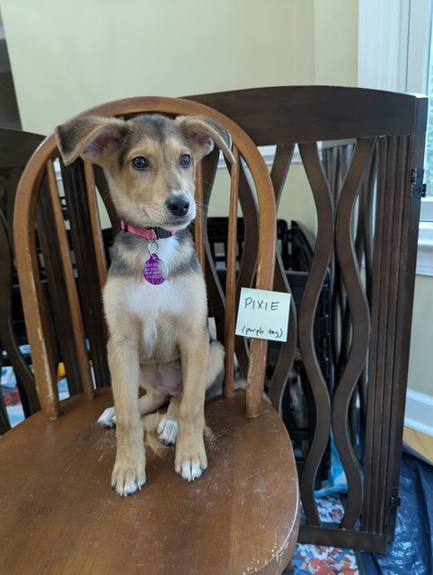 Pixie
