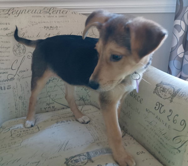 Pixie