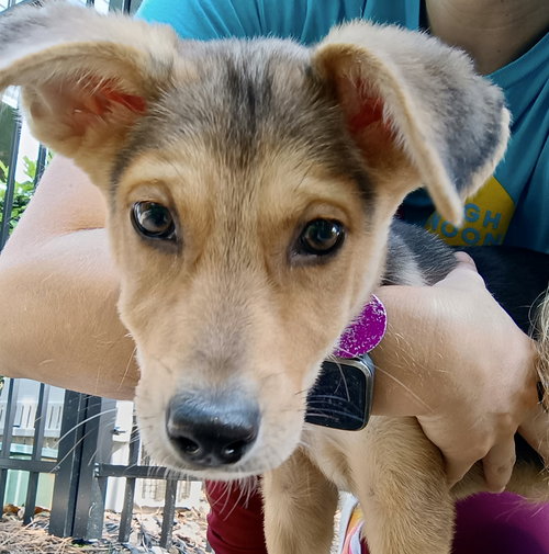 picture of the dog needing adoption