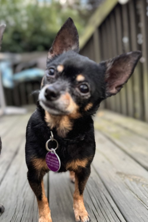 picture of the dog needing adoption