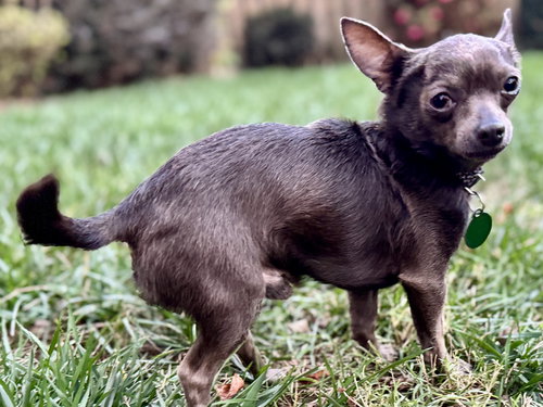picture of the dog needing adoption