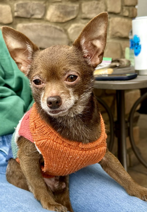 picture of the dog needing adoption