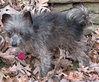 Bear - Photo 4
