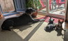 Bear - Photo 3