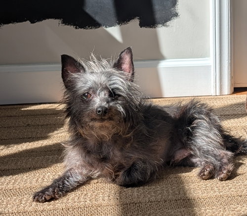 Bear, an adoptable Chihuahua in Cary, NC