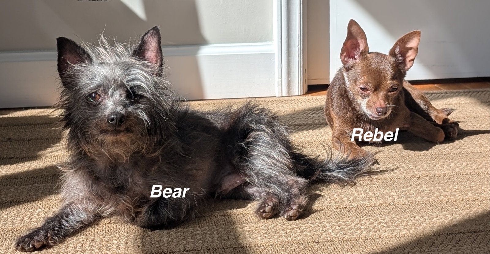 Bear