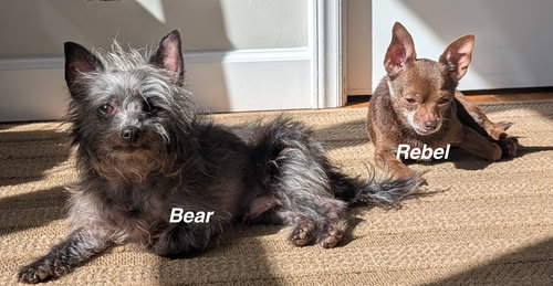 Bear, an adoptable Chihuahua in Cary, NC