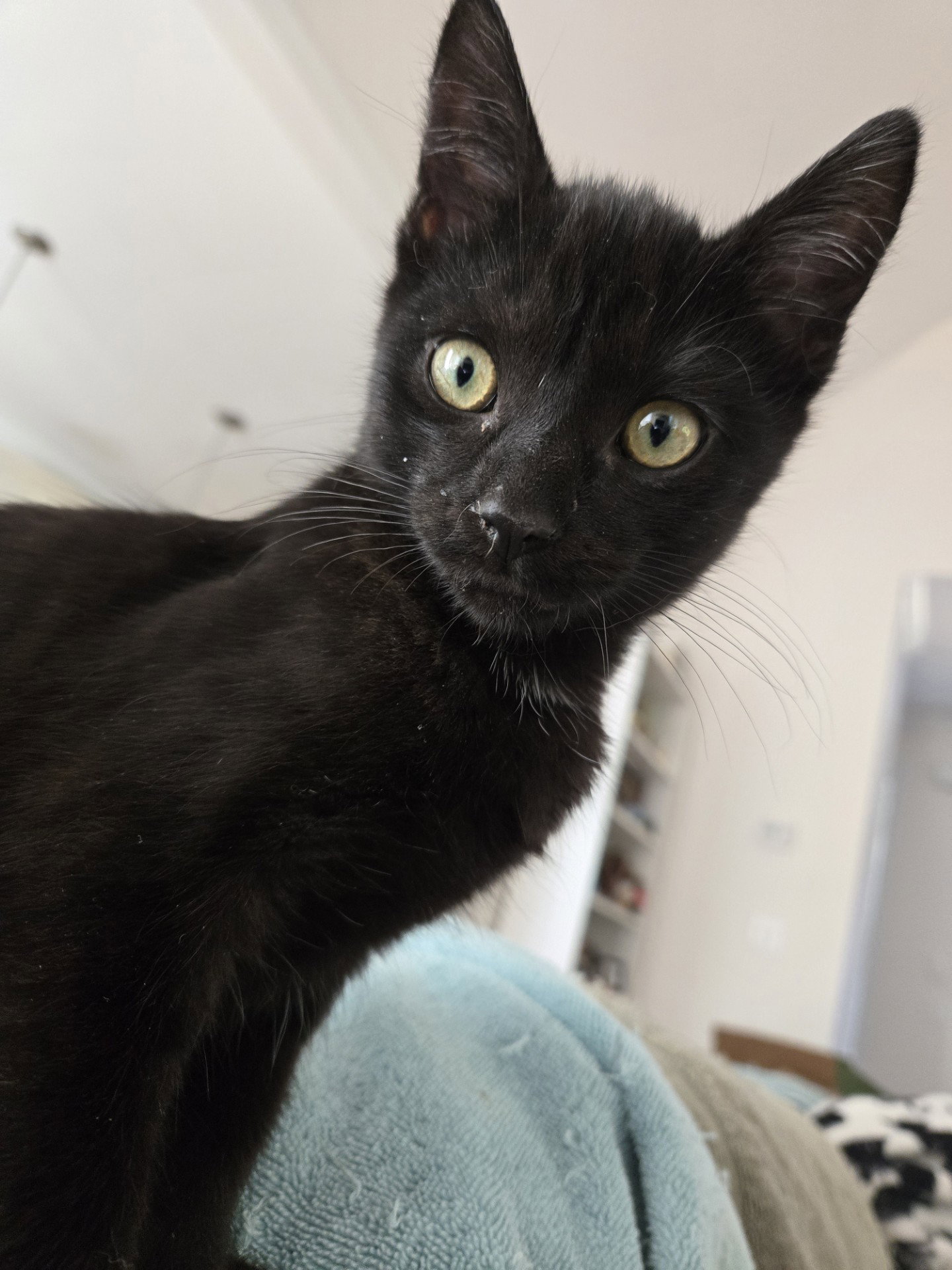 Tulio