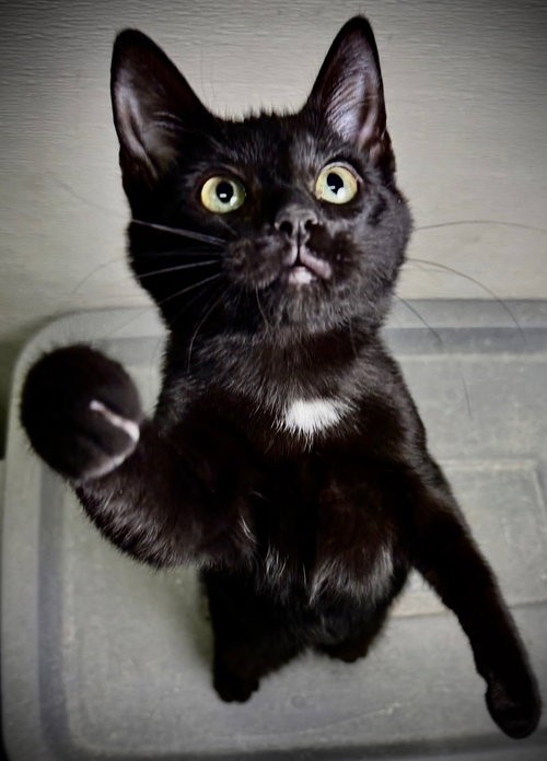 TULIO - Domestic Short Hair available for adoption